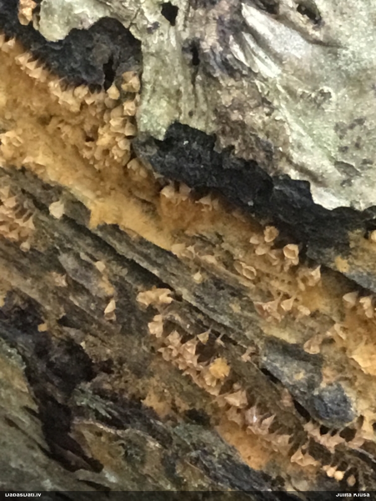 Maldinošā kājpilīte (bij. maldinošā trihija)