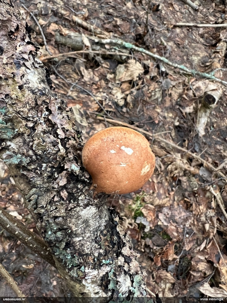 березовый Трутовик