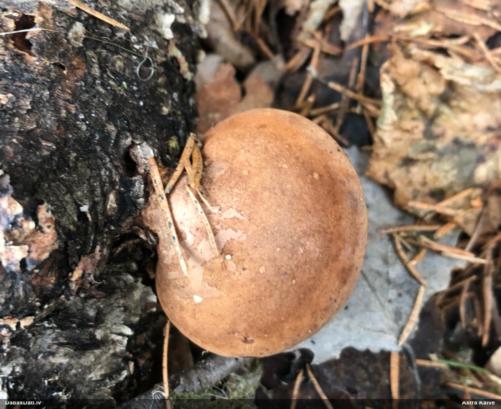 березовый Трутовик