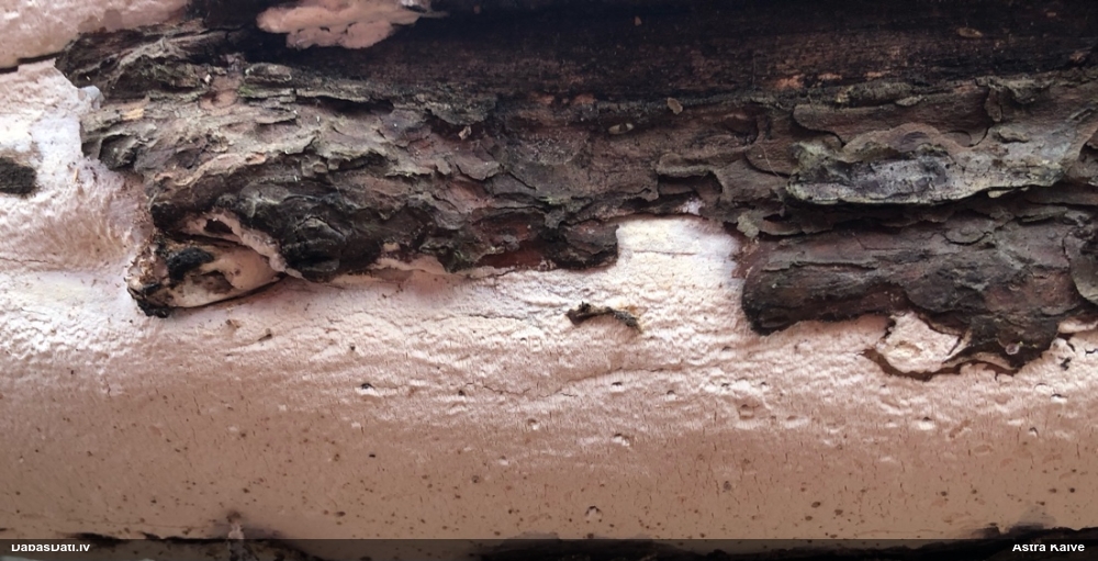 Viļņainā antrodija