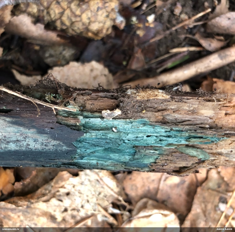 Zilzaļā hlorociborija