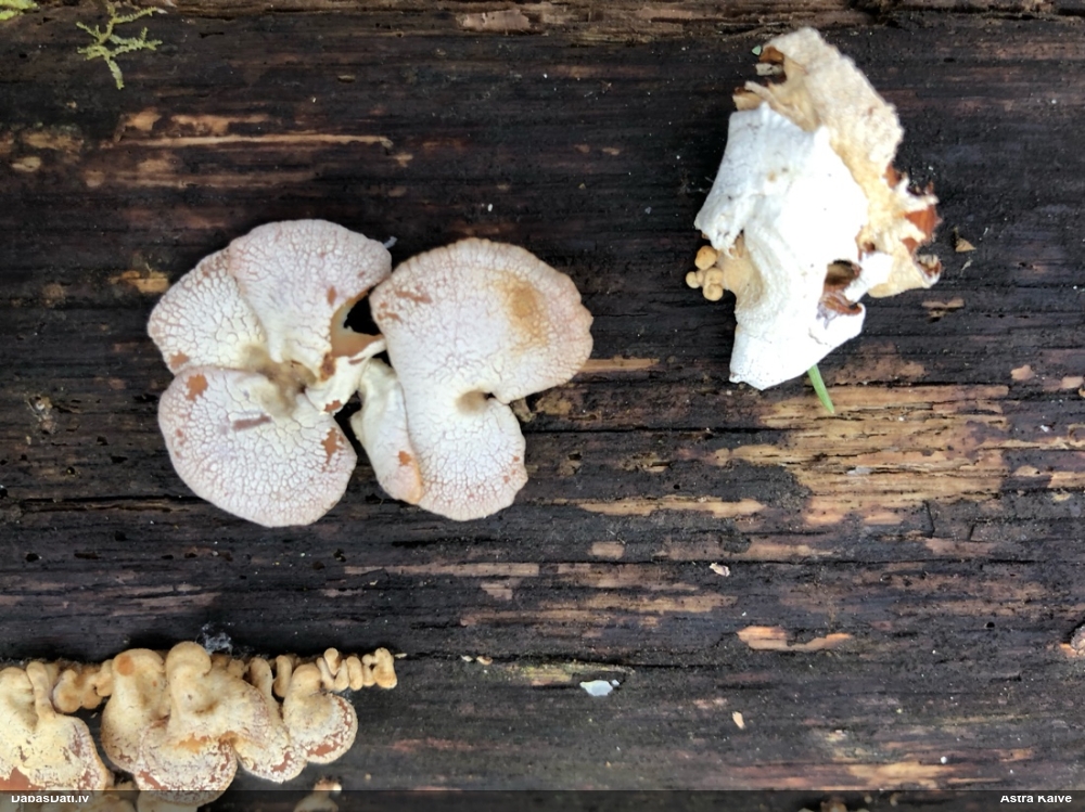 Sūrā pundurkamolene