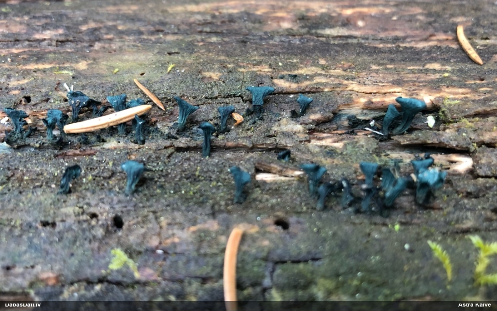 Zilzaļā hlorociborija