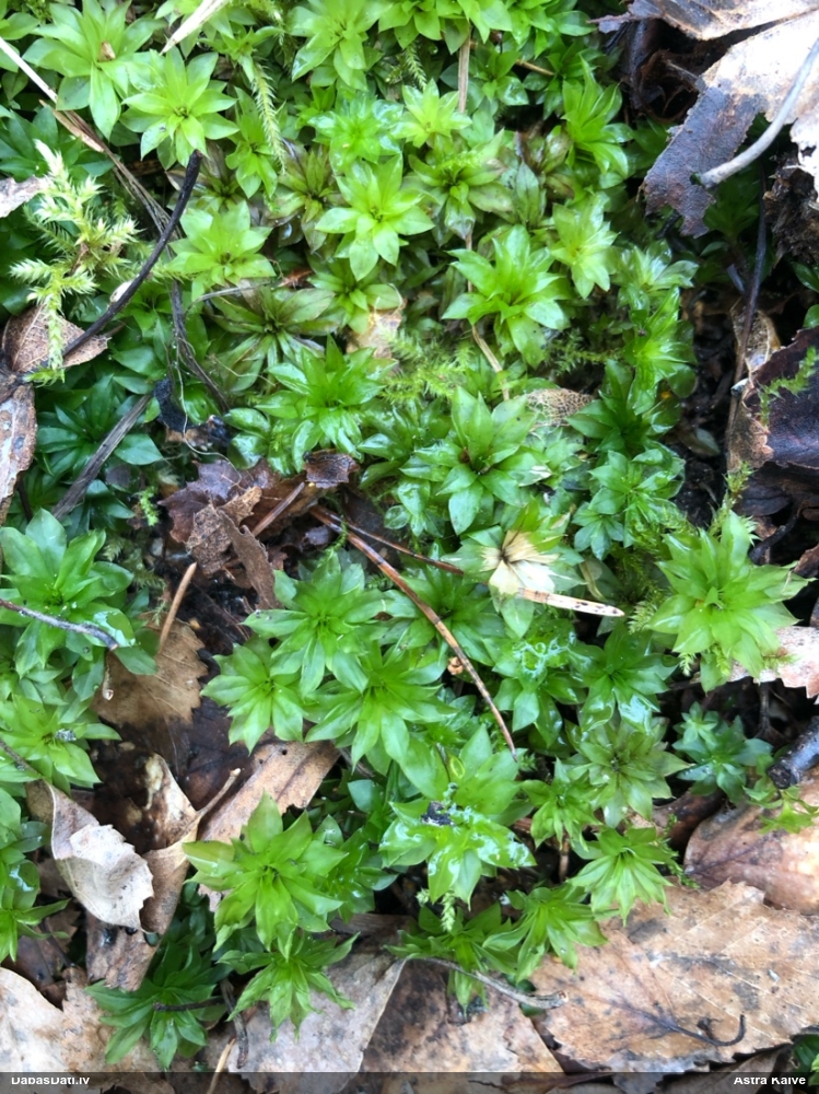 Parastā rožgalvīte