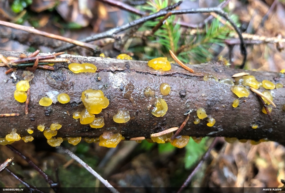 Pirkstainā galertene