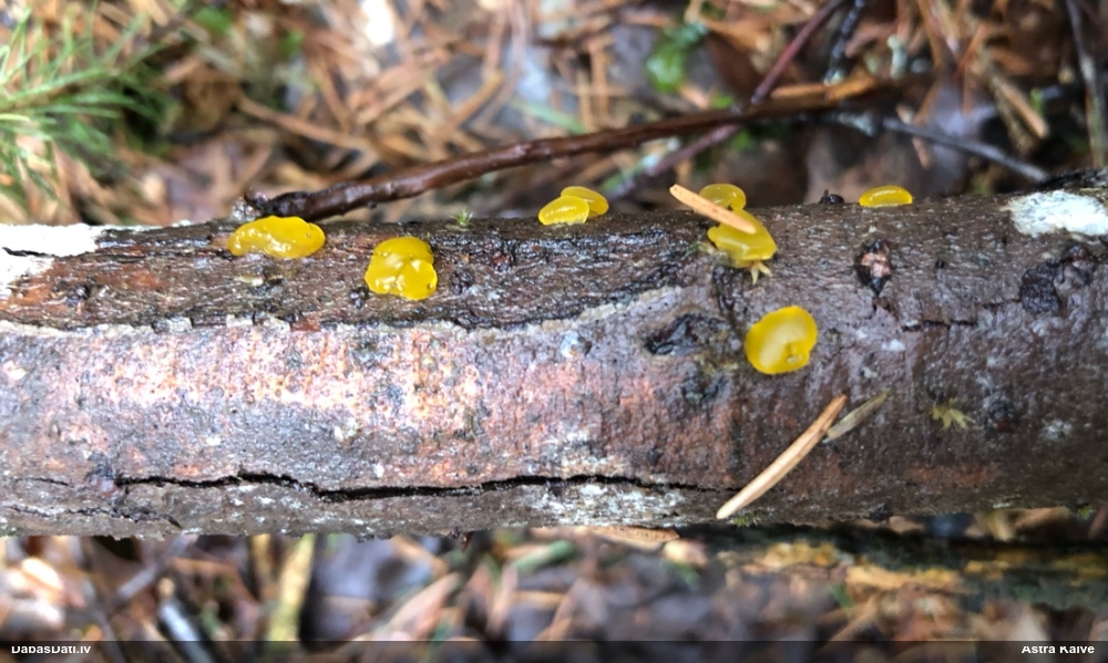 Pirkstainā galertene