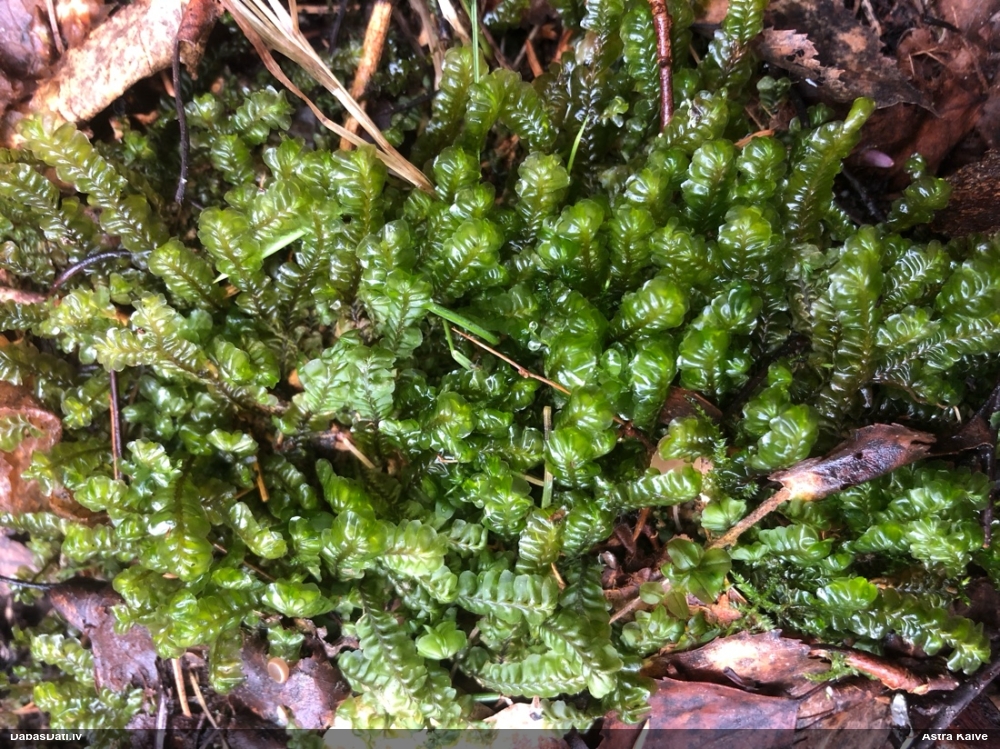 Lielā greizkausīte