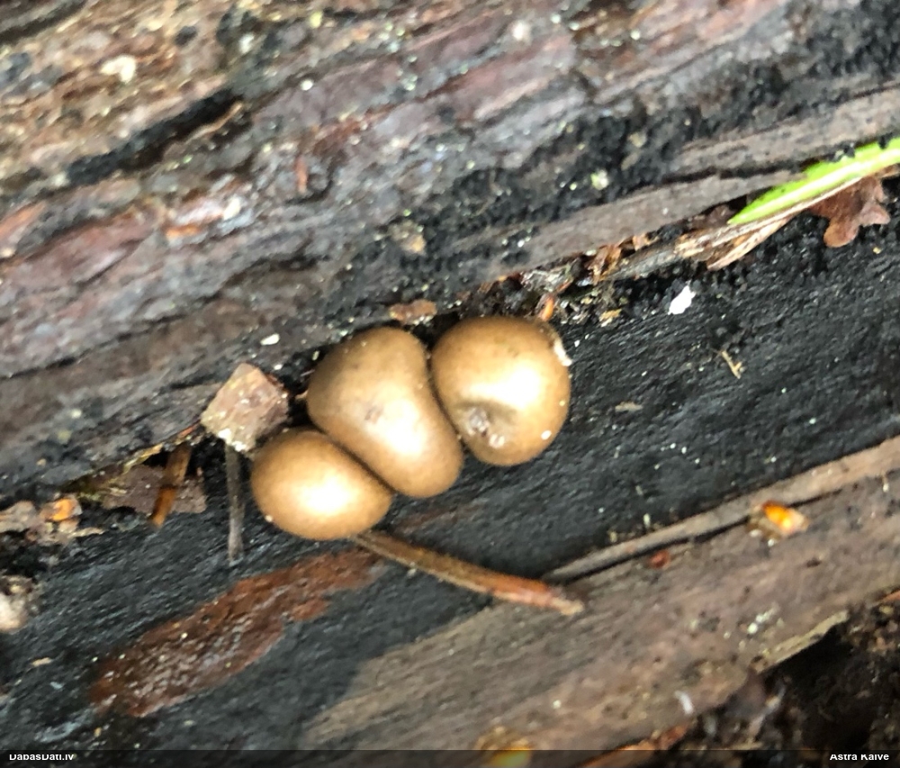 Koksnes vilkpienaine