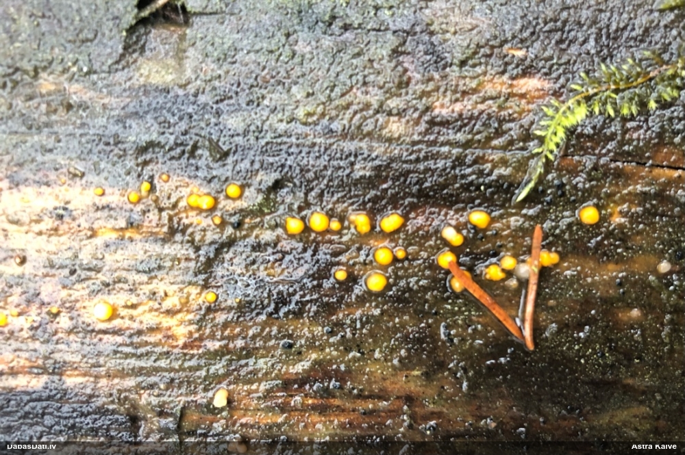 распадающийся дакримицес