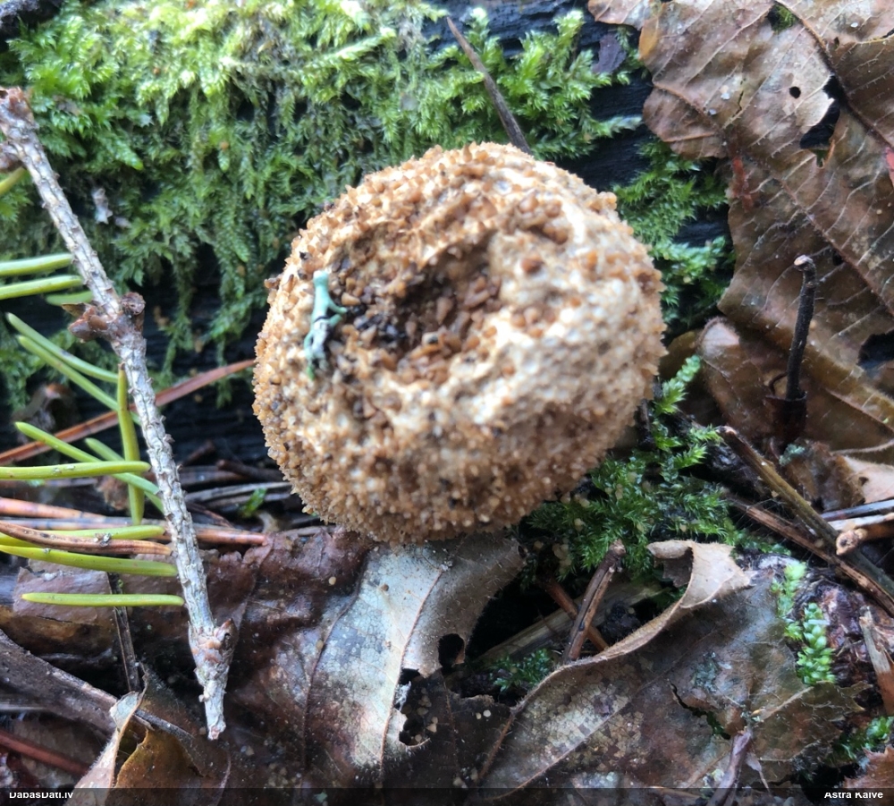 Kārpainais pūpēdis