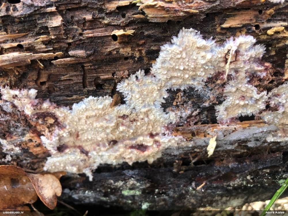 Centrbēdzes flēbija