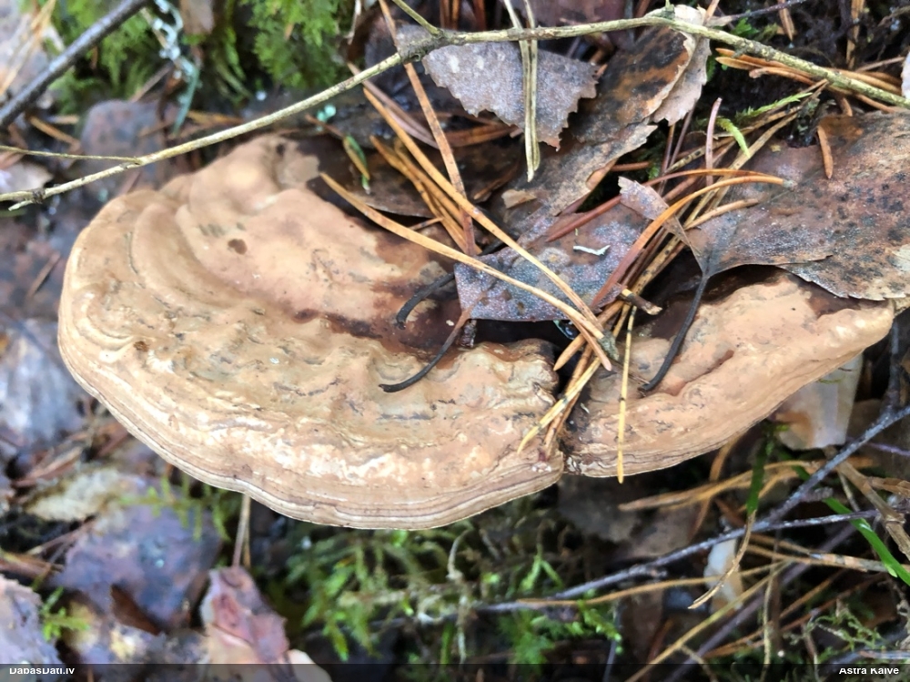 Parastā plakanpiepe