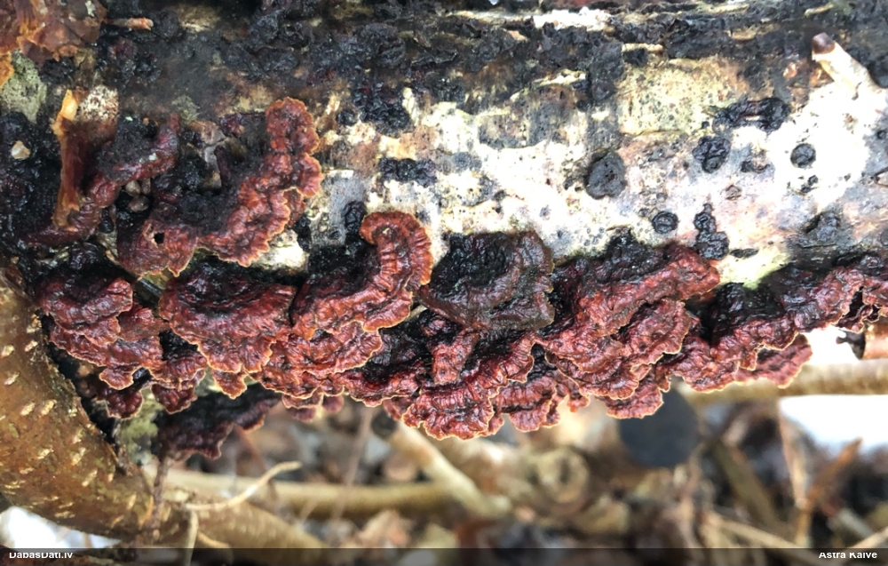 Lazdu brūnsvārcene