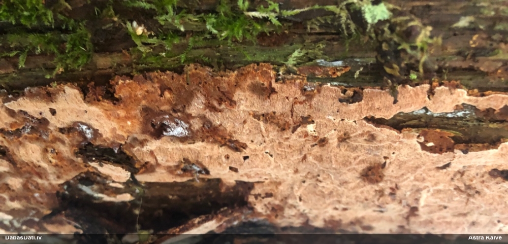 Šokolādes jungūnija