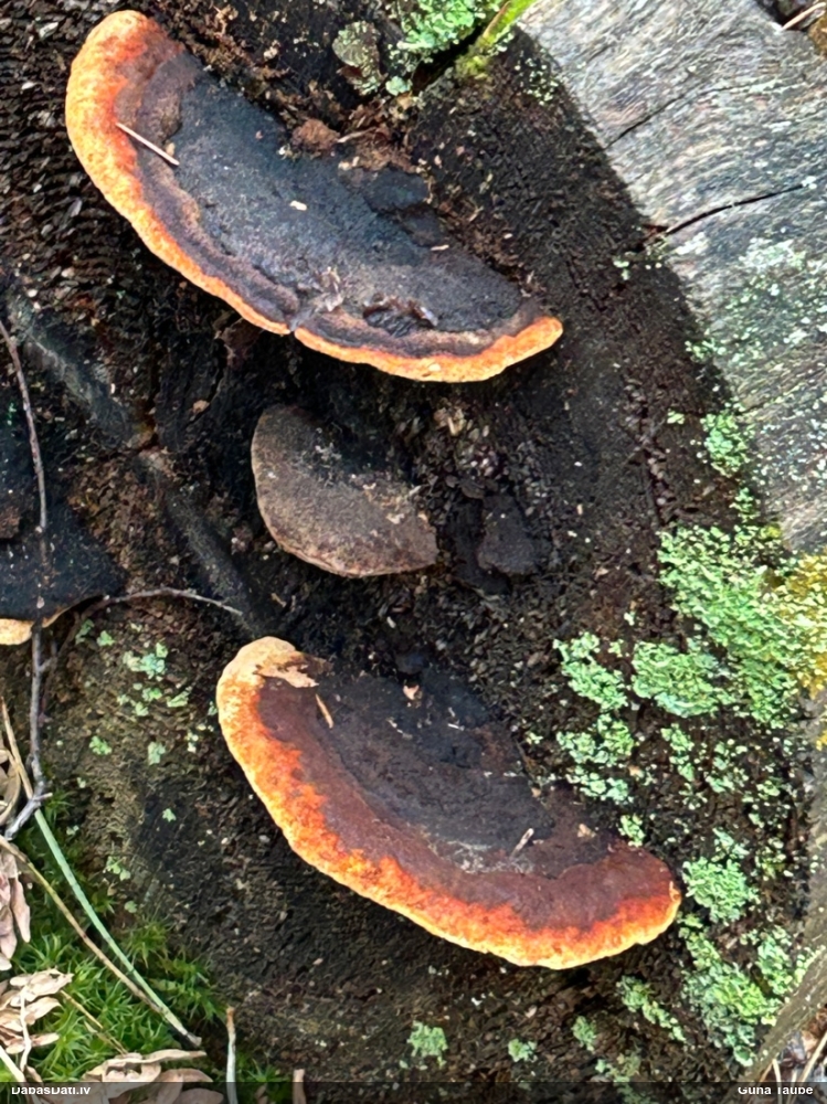 Smaržīgā sētaspiepe