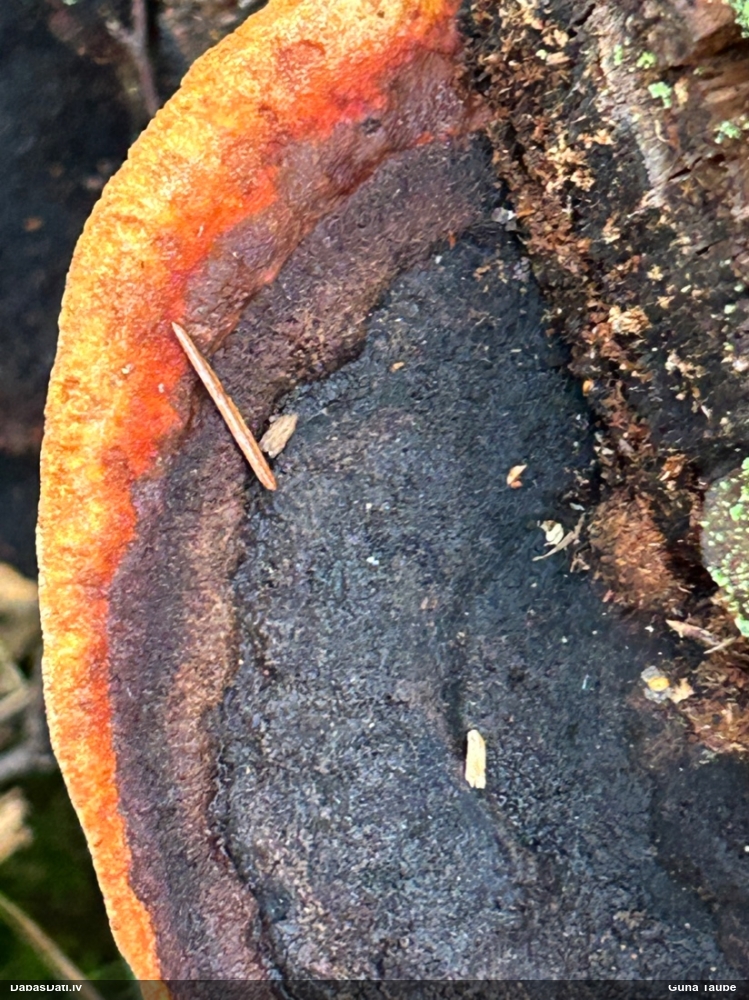 Smaržīgā sētaspiepe