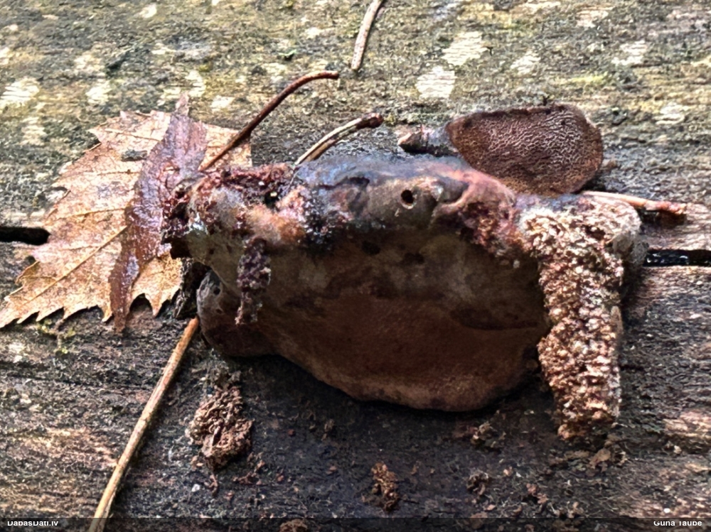 Rožainā apmalpiepe