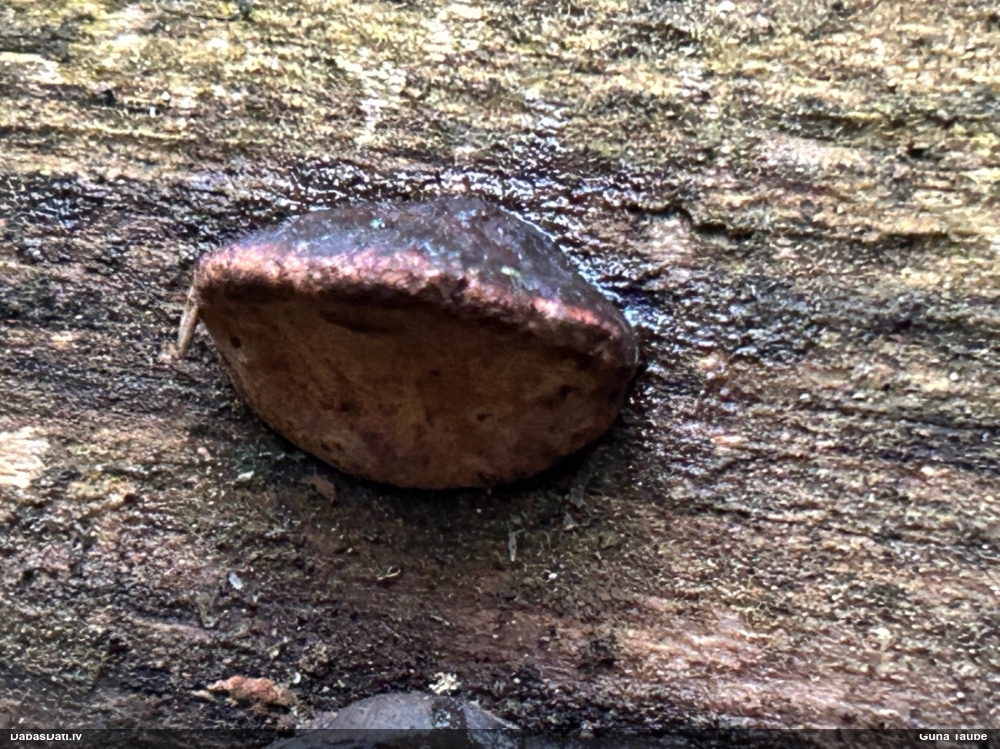 Rožainā apmalpiepe