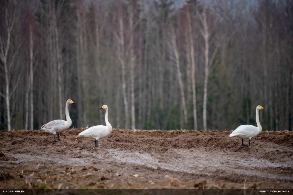 лебедь-кликун