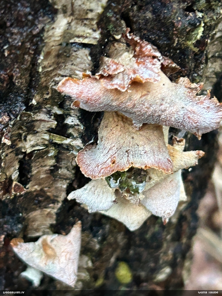 Sūrā pundurkamolene