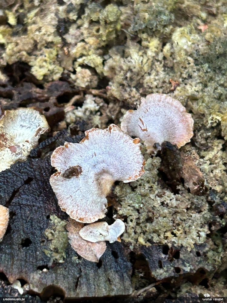 Sūrā pundurkamolene