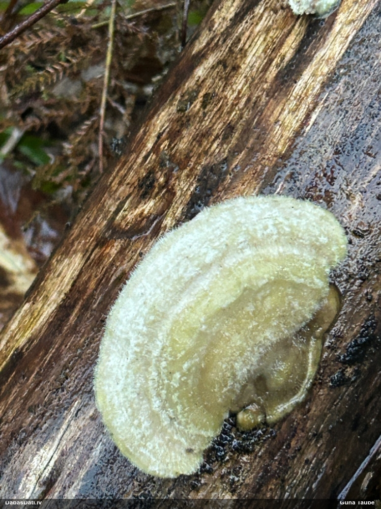 Sarainā tauriņpiepe