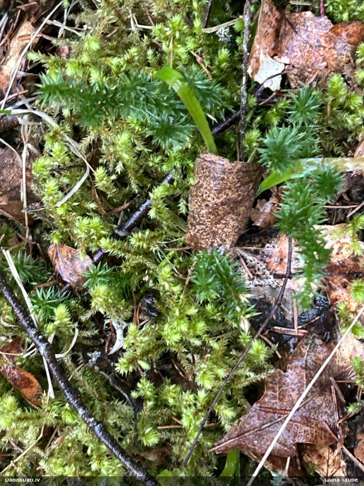 плаун годичный