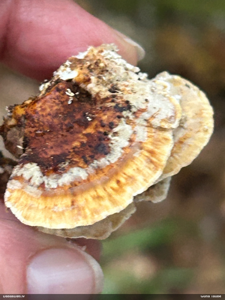 Dzeltenā tauriņpiepe