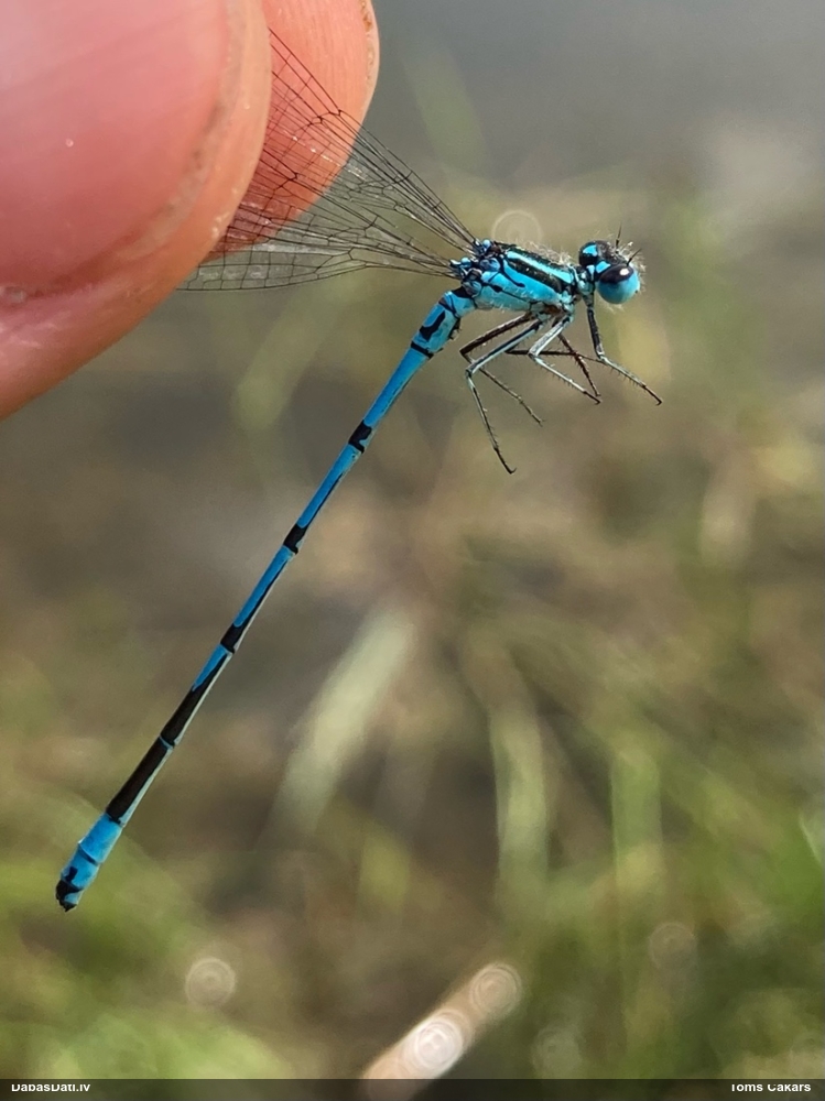 Gaišzilā krāšņspāre