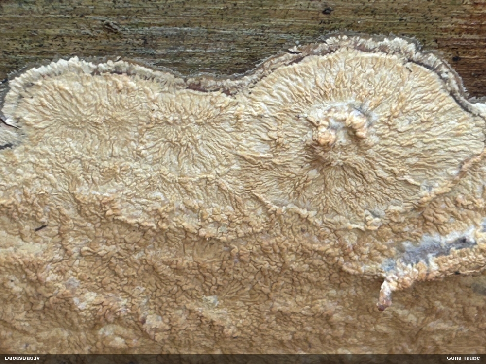 Centrbēdzes flēbija