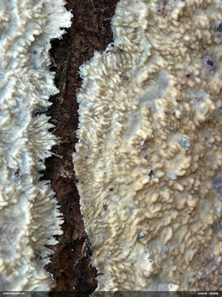 Centrbēdzes flēbija