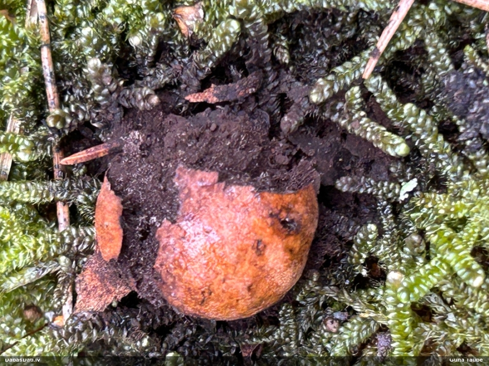 Gludais ragansviests