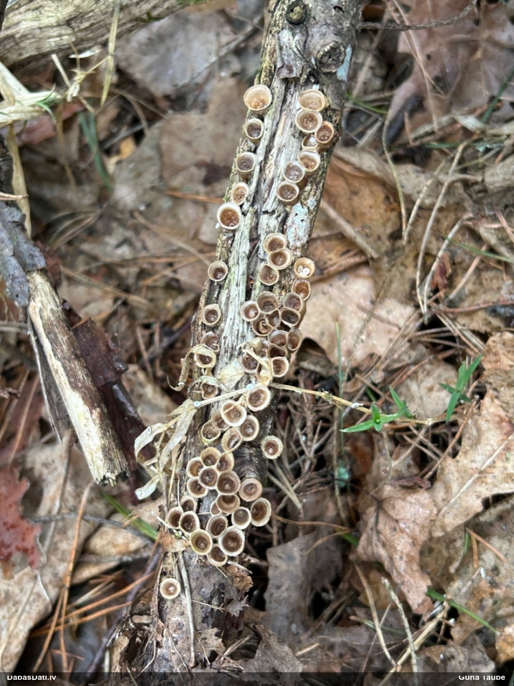 круцибулум гладкий