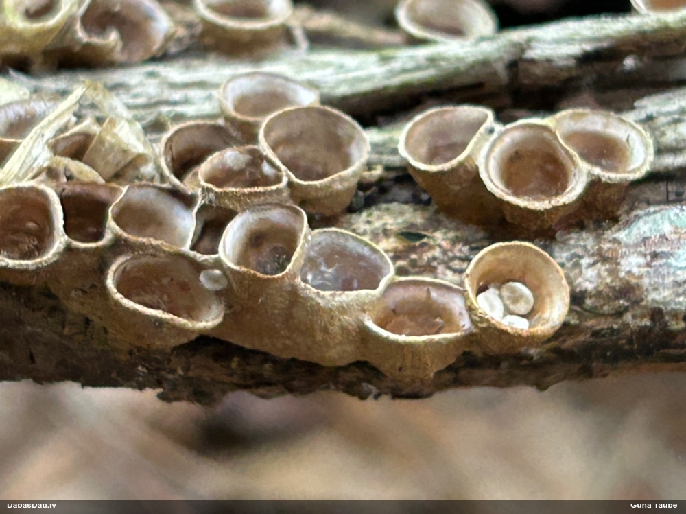 круцибулум гладкий