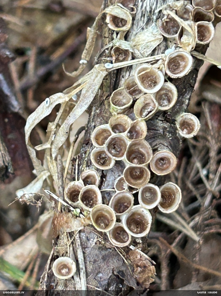 круцибулум гладкий