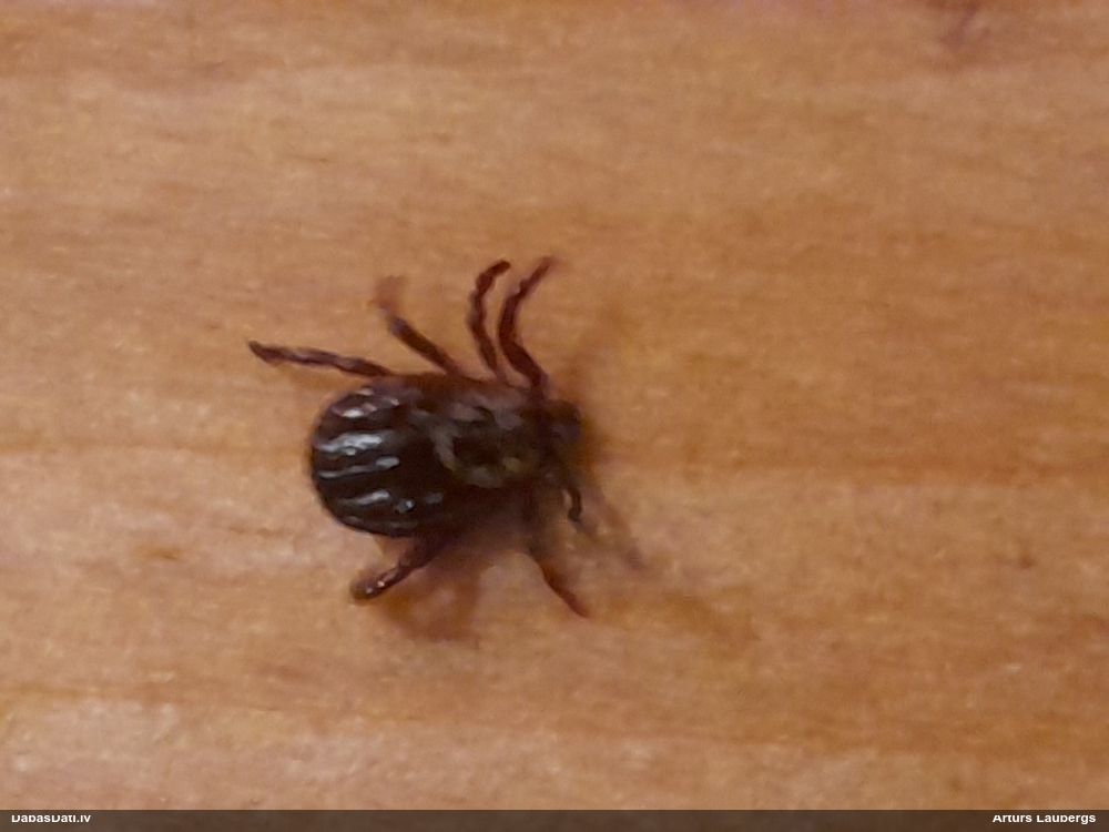 Ornamentētā pļavērce