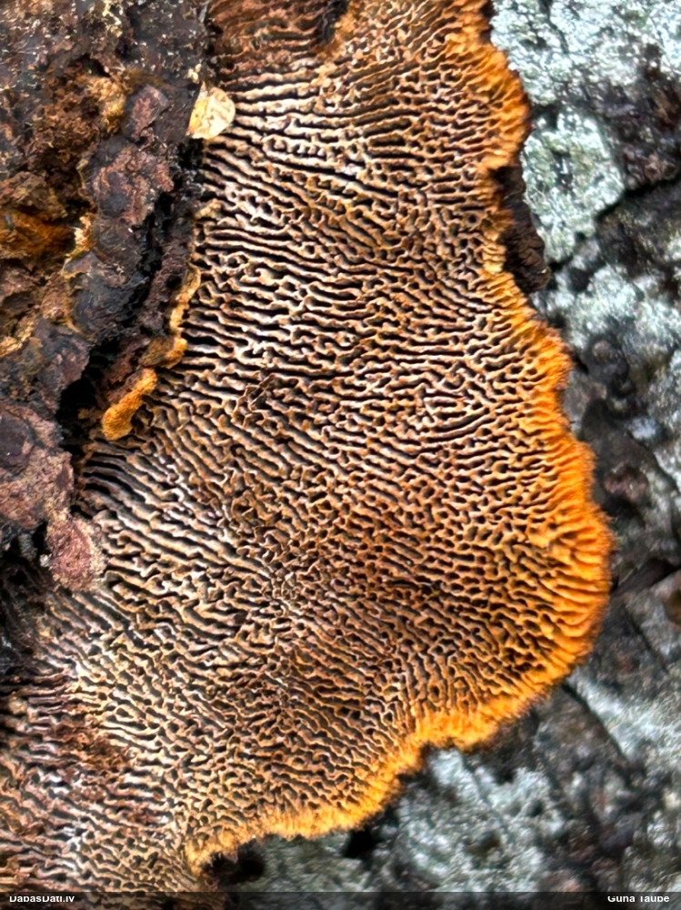 Parastā sētaspiepe