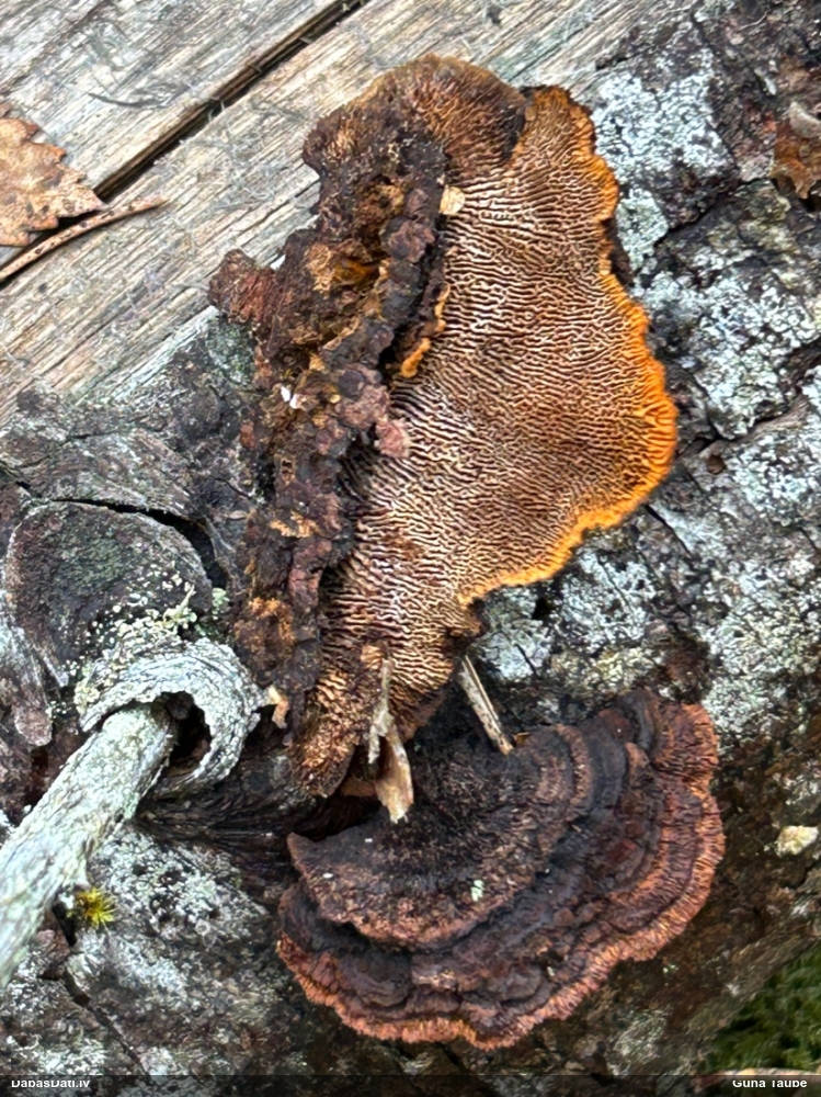 Parastā sētaspiepe