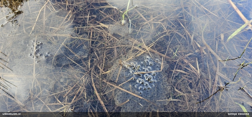 травяная лягушка