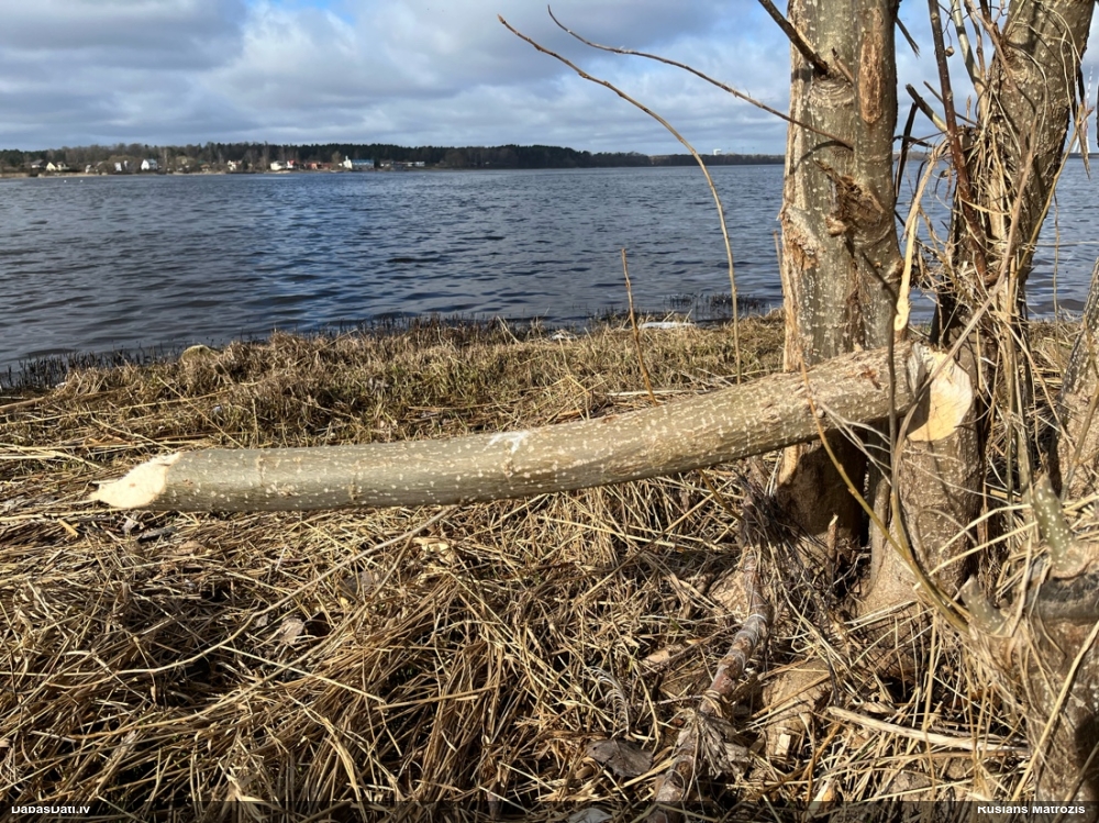 обыкновенный бобр