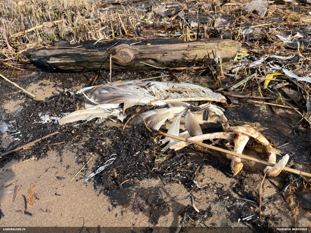 лебедь-шипун