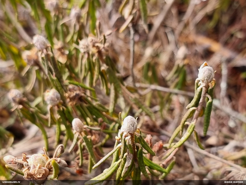 багульник болотный