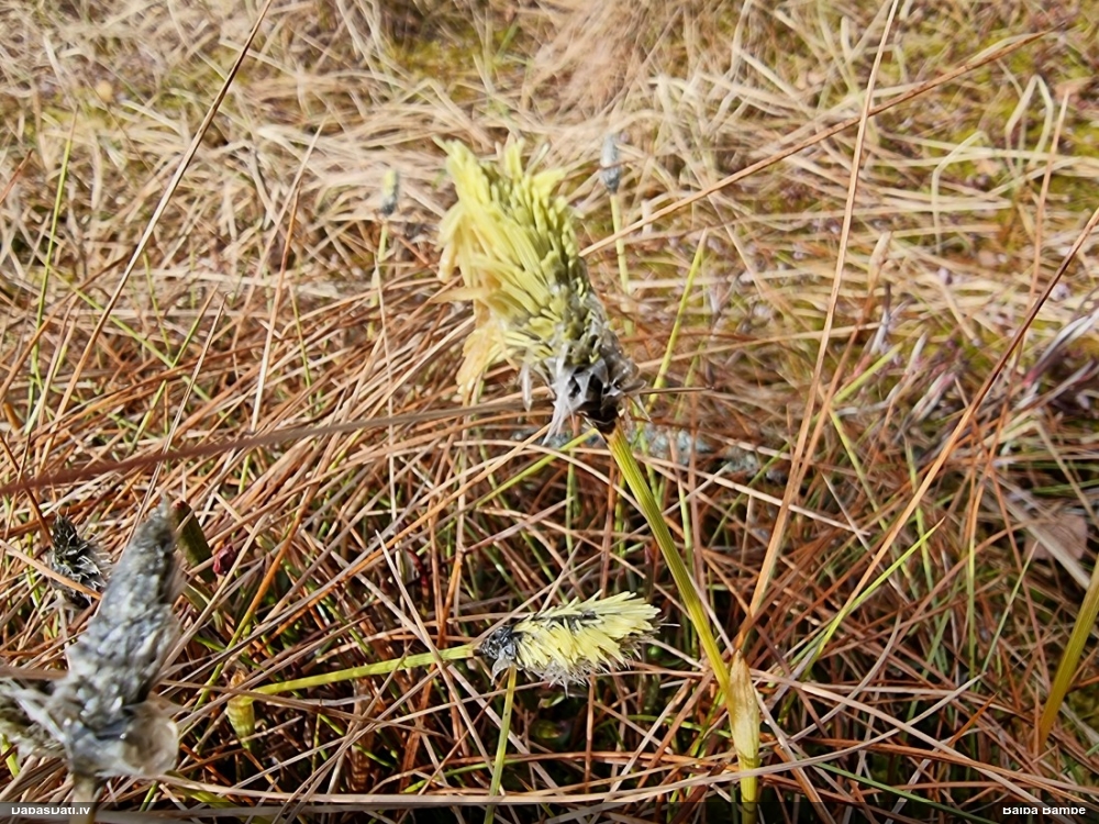 пушица влагалищная