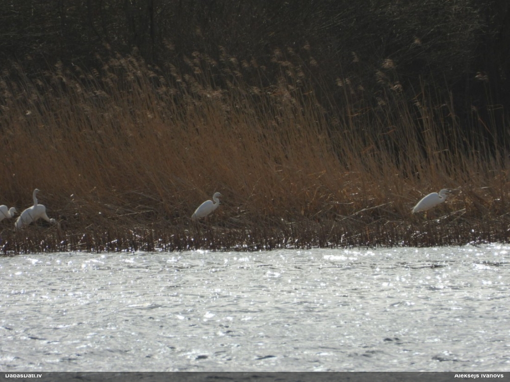 большая белая чяпля
