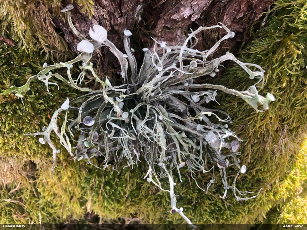 Ķērpis (nenoteikts)