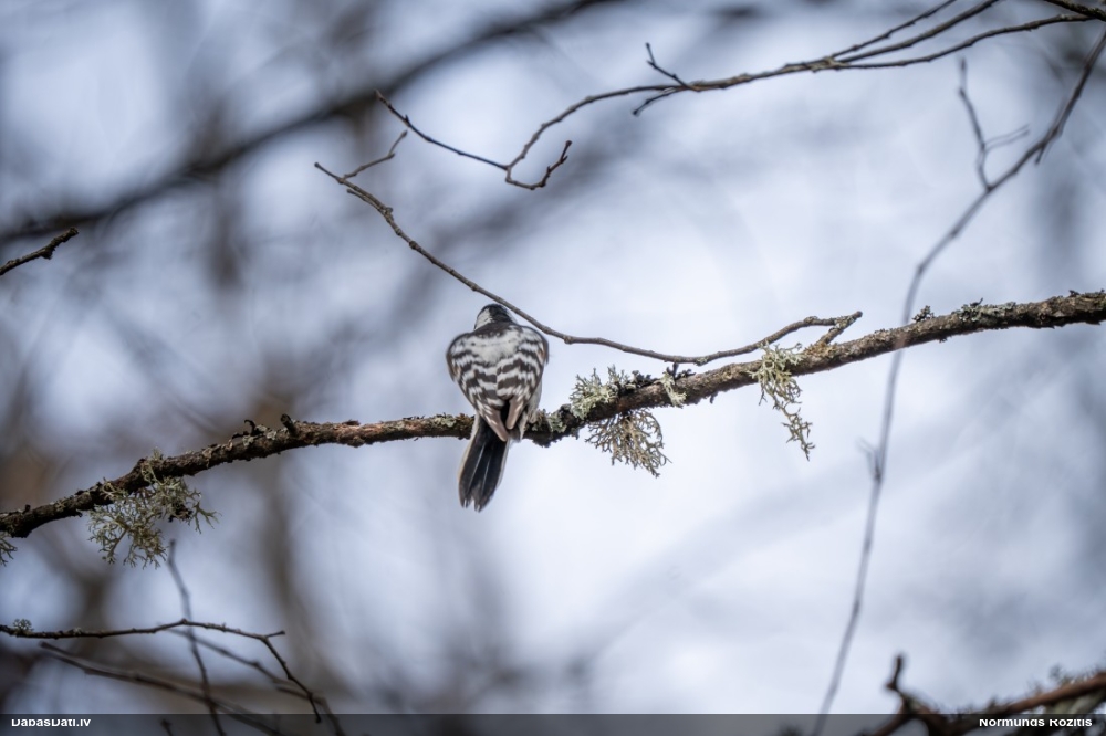 малый пестрый дятел