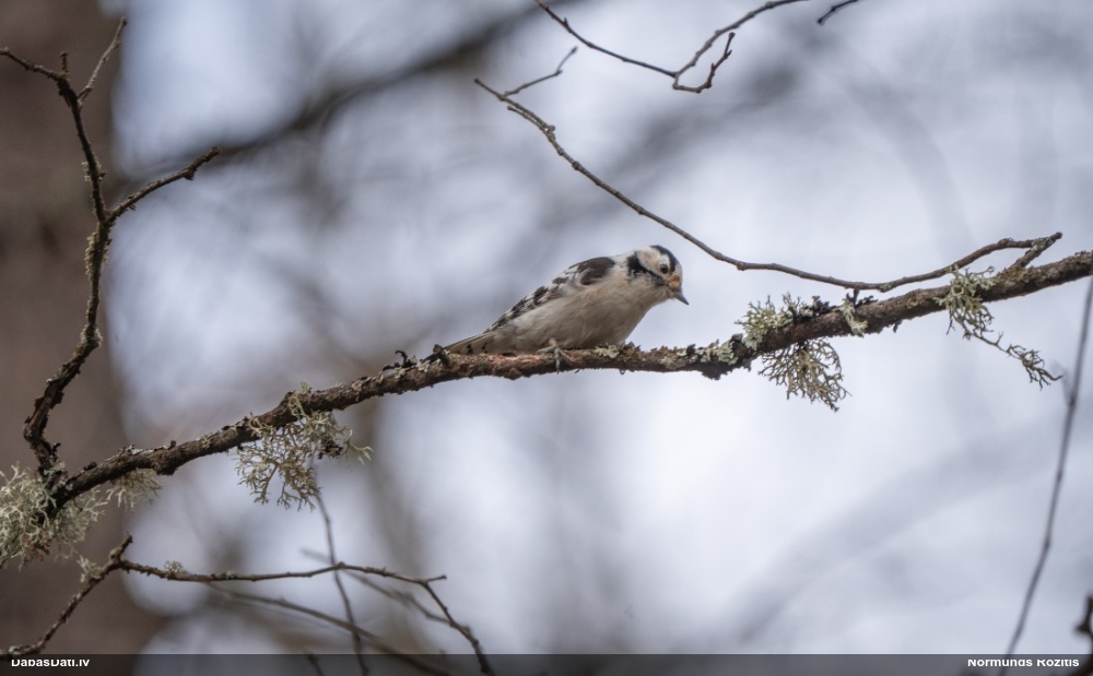 малый пестрый дятел