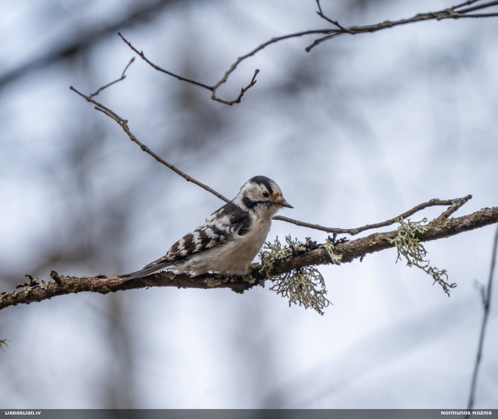 малый пестрый дятел