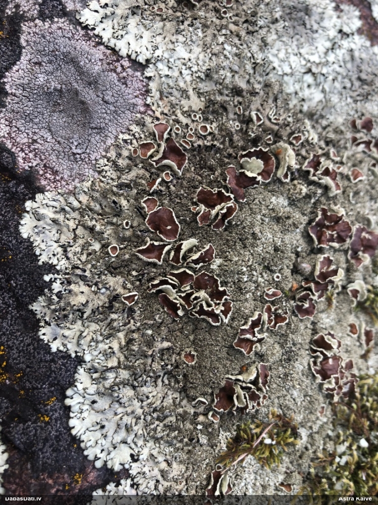 Ķērpis (nenoteikts)