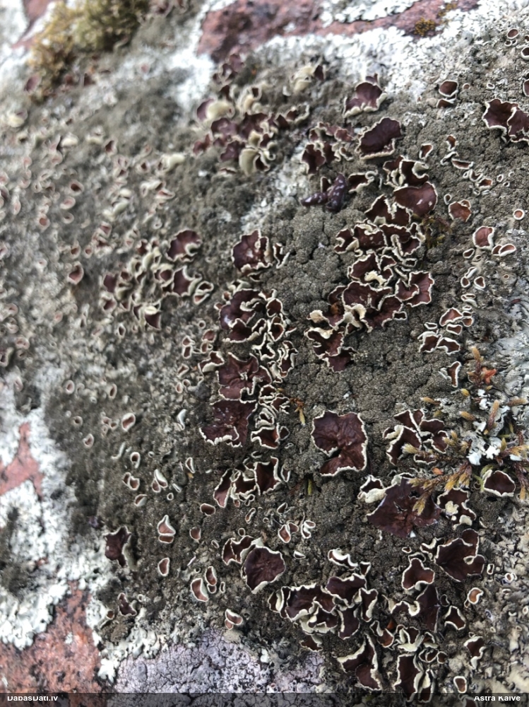 Ķērpis (nenoteikts)